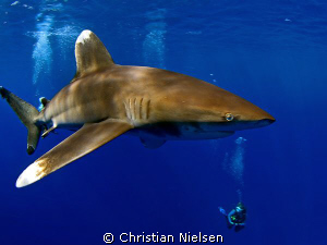 Master of the Red Sea. Another impressive oceanic whiteti... by Christian Nielsen 